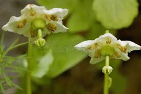 Attēlu rezultāti vaicājumam “Moneses uniflora leaf”
