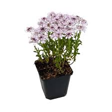 Image result for Schleifenblume