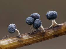 Attēlu rezultāti vaicājumam “Physarum leucophaeum spores”