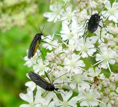 Attēlu rezultāti vaicājumam “Sciara analis”