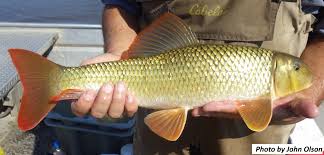 Image result for Moxostoma carinatum