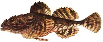 Image result for Myoxocephalus scorpius