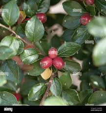 Attēlu rezultāti vaicājumam “Cotoneaster divaricatus”