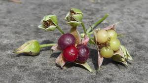 Attēlu rezultāti vaicājumam “Rubus caesius fruit”