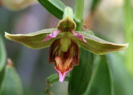 Attēlu rezultāti vaicājumam “Epirranthis diversata upperside”