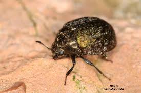 Attēlu rezultāti vaicājumam “Cytilus sericeus”