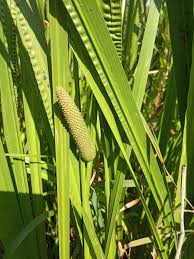 Attēlu rezultāti vaicājumam “Acoraceae”