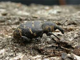 Attēlu rezultāti vaicājumam “Hylobius abietis”