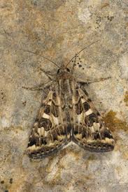 Attēlu rezultāti vaicājumam “Protoschinia scutosa”