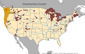 Image result for Oncorhynchus kisutch