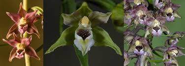 Attēlu rezultāti vaicājumam “Epipactis helleborine flower”
