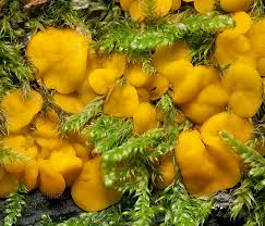 Attēlu rezultāti vaicājumam “Hymenoscyphus calyculus”