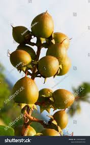 Attēlu rezultāti vaicājumam “Lythraceae”