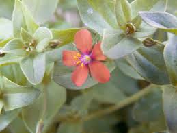 Image result for Anagallis arvensis