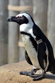 Image result for penguin