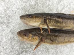 Image result for Microgadus tomcod