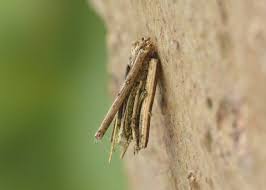 Attēlu rezultāti vaicājumam “Psychidae”