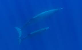 Image result for Mesoplodon bidens