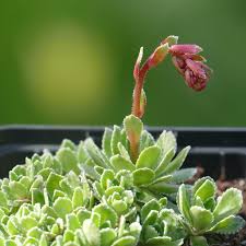 Image result for Steinbrech