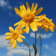 Attēlu rezultāti vaicājumam “Arnica montana”