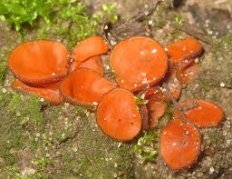 Attēlu rezultāti vaicājumam “Melastiza chateri”