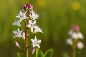 Attēlu rezultāti vaicājumam “Menyanthes trifoliata flower”