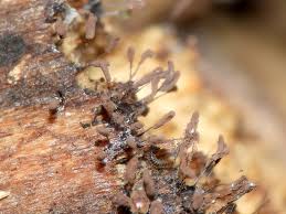 Attēlu rezultāti vaicājumam “Stemonitopsis typhina young”