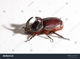 Attēlu rezultāti vaicājumam “Oryctes nasicornis”