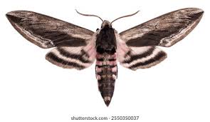 Attēlu rezultāti vaicājumam “Craniophora ligustri larva”