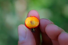 Attēlu rezultāti vaicājumam “Crataegus submollis fruit”