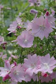 Image result for Malva moschata