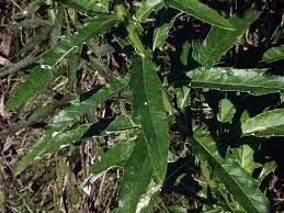 Attēlu rezultāti vaicājumam “Cirsium x rigens leaf”
