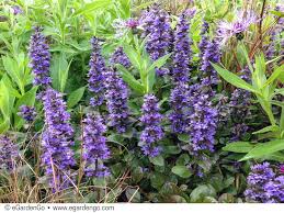 Attēlu rezultāti vaicājumam “Ajuga reptans flower”