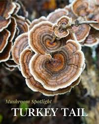 Attēlu rezultāti vaicājumam “Trametes”