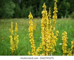 Attēlu rezultāti vaicājumam “Verbascum densiflorum flower”
