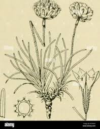 Attēlu rezultāti vaicājumam “Armeria vulgaris leaf”