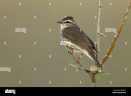 Image result for Seiurus noveboracensis