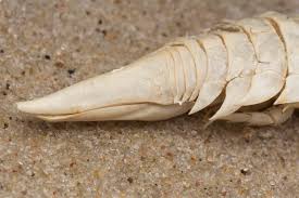 Attēlu rezultāti vaicājumam “Saduria entomon”