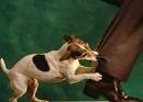 Dog Bite - Purebred Breeders | Purebred Breeders