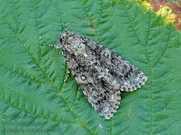 Attēlu rezultāti vaicājumam “Acronicta rumicis”