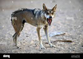 Image result for canis lupus arabs