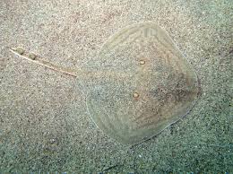 Image result for Raja radula