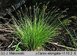 Attēlu rezultāti vaicājumam “Carex elongata”