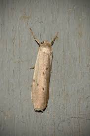 Attēlu rezultāti vaicājumam “Pelosia muscerda”