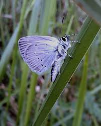 Attēlu rezultāti vaicājumam “Cupido minimus”