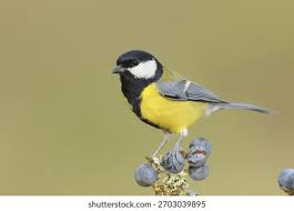 Attēlu rezultāti vaicājumam “Parus major male”