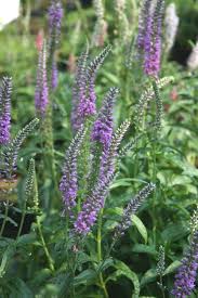 Attēlu rezultāti vaicājumam “Veronica longifolia flower”