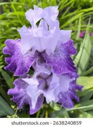 Attēlu rezultāti vaicājumam “Iridaceae”