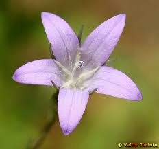 Image result for Campanula rapunculus