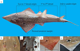 Image result for Rhynchobatus australiae